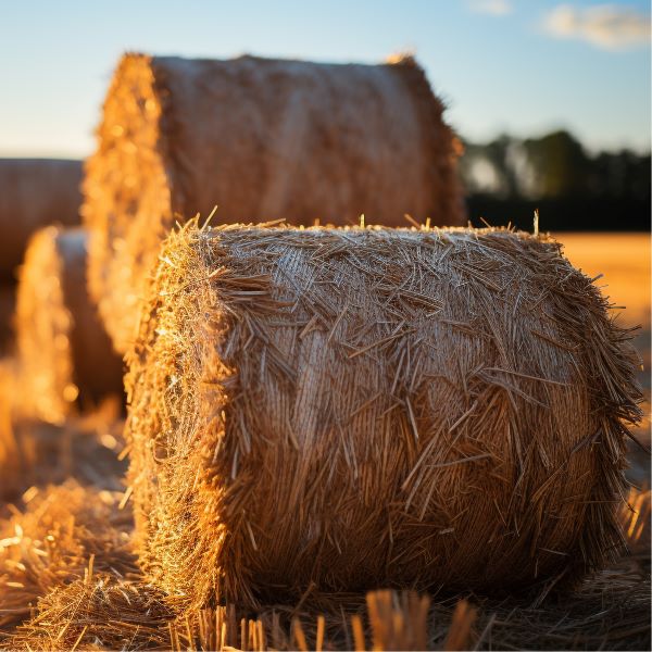 Rice Straw