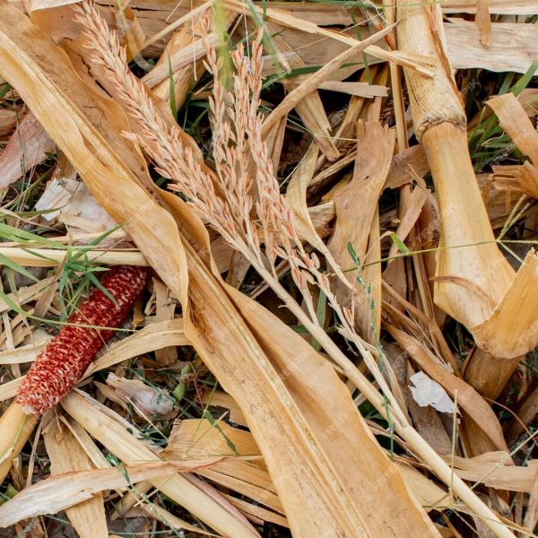 Maize Plant Wastes